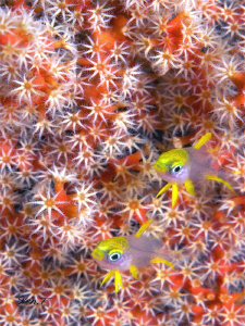 Cool twins... by Sven Tramaux 